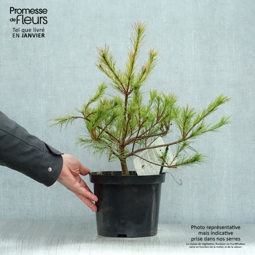 Pino de California - Pinus insignis Maceta 7,5L/10L Ejemplar entregado en invierno