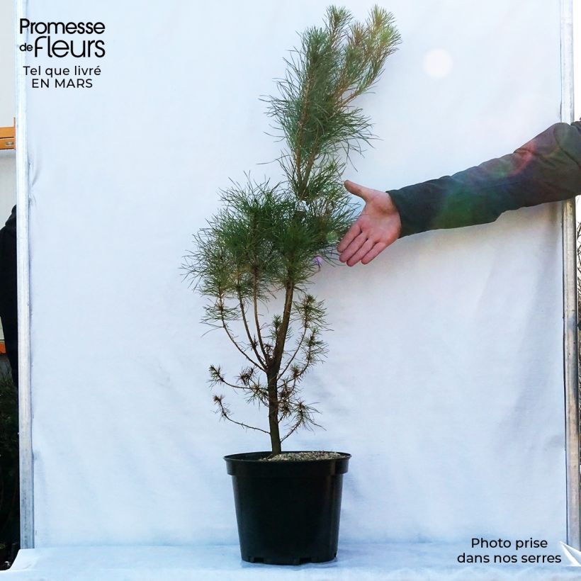 Pino de California - Pinus insignis Maceta 7,5L/10L Ejemplar entregado en la primavera