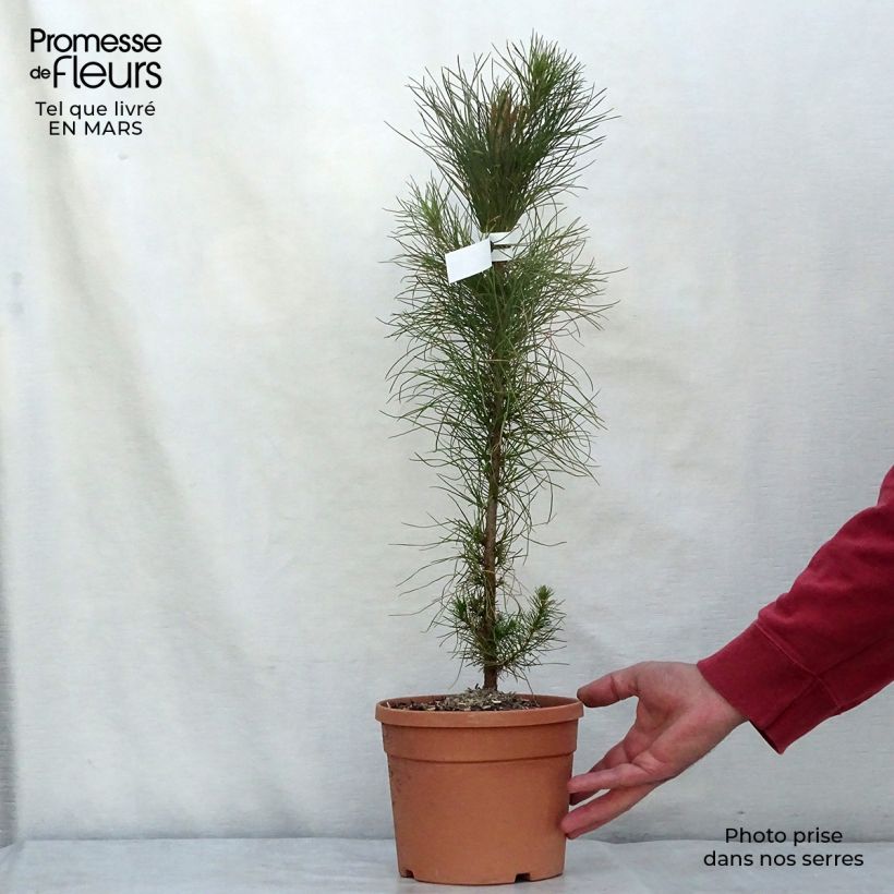 Pino de California - Pinus insignis Maceta 2L/3L Ejemplar entregado en invierno