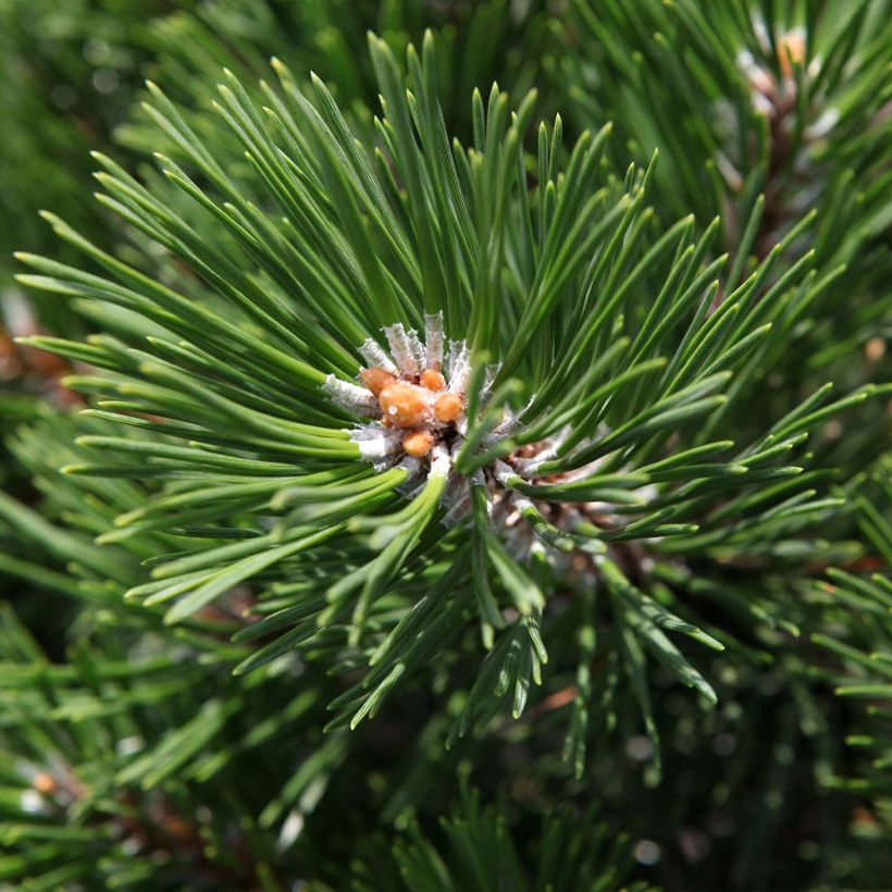 Pino negro Gnom - Pinus mugo (Follaje)