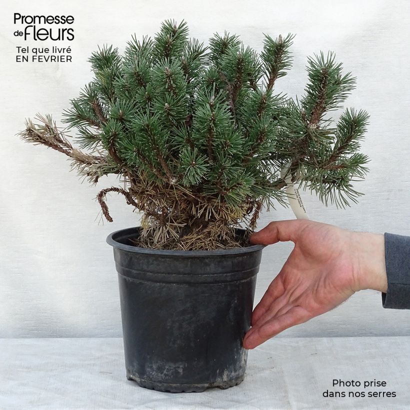 Pino negro Humpy - Pinus mugo Maceta 7,5L/10L Ejemplar entregado en invierno