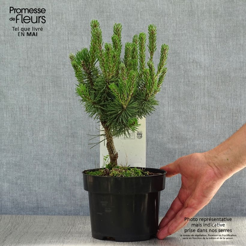 Pino negro Mops - Pinus mugo Maceta 2L/3L Ejemplar entregado en la primavera