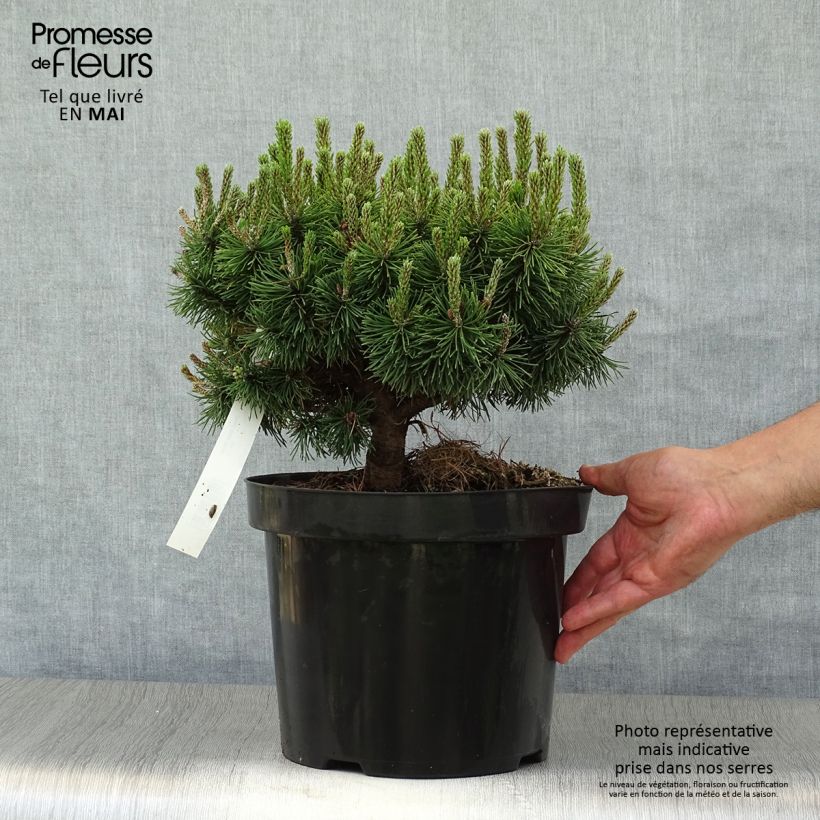 Pino negro Mops - Pinus mugo Maceta 4L/5L Ejemplar entregado en la primavera