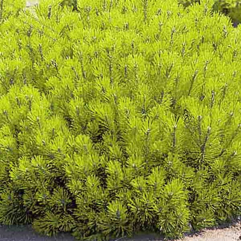 Pino negro Ophir - Pinus mugo (Follaje)