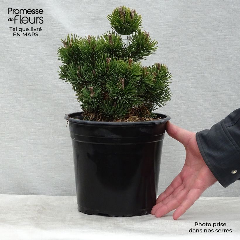Pino negro Picobello - Pinus mugo Maceta 2L/3L Ejemplar entregado en invierno