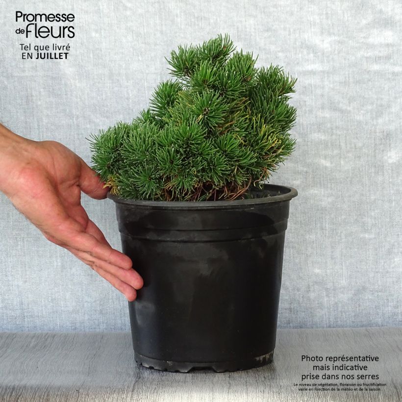 Ejemplar de Pino negro Picobello - Pinus mugo Maceta 2L/3L entregado en verano