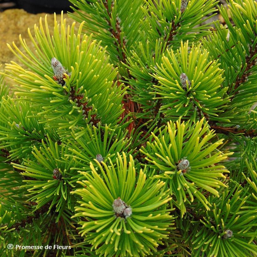 Pino negro Winter Gold - Pinus mugo (Cosecha)