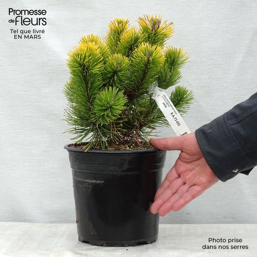 Pino negro Winter Gold - Pinus mugo Maceta 2L/3L Ejemplar entregado en la primavera