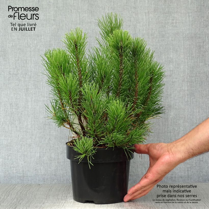Ejemplar de Pino negro var.pumilio - Pinus mugo Maceta 2L/3L entregado en verano