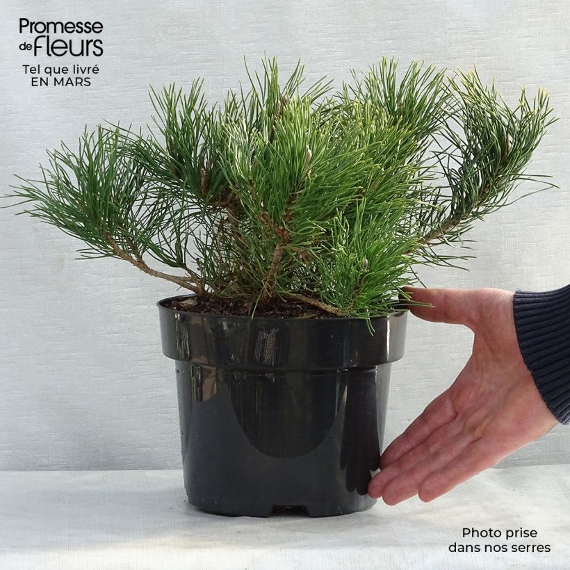 Pino negro var.pumilio - Pinus mugo Maceta 2L/3L Ejemplar entregado en la primavera