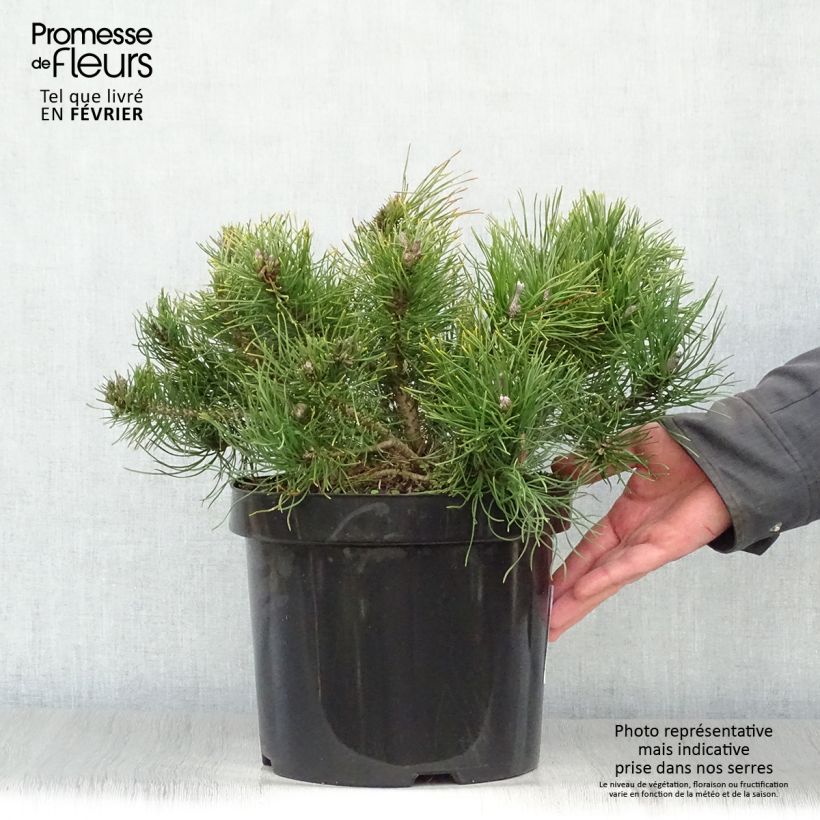 Pino negro var.pumilio - Pinus mugo Maceta 7,5L/10L Ejemplar entregado en invierno