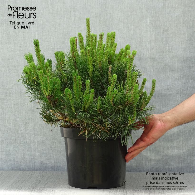 Pino negro var.pumilio - Pinus mugo Maceta 7,5L/10L Ejemplar entregado en la primavera