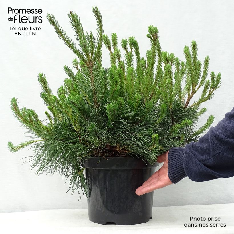 Ejemplar de Pino negro var.pumilio - Pinus mugo Maceta 7,5L/10L entregado en verano