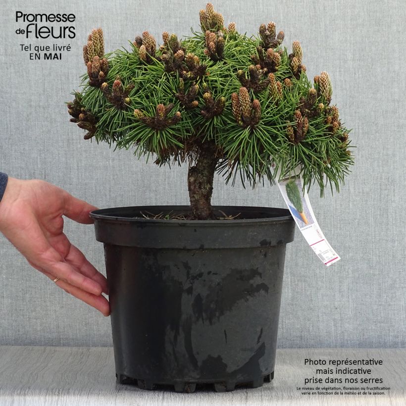 Pino laricio Agnes Brégeon - Pinus nigra Maceta 6L/7L Ejemplar entregado en la primavera