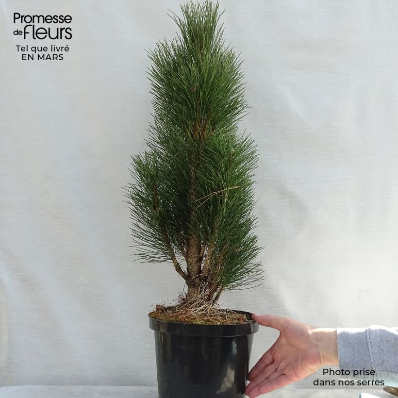 Pino laricio Green Tower - Pinus nigra Maceta 7,5L/10L Ejemplar entregado en la primavera