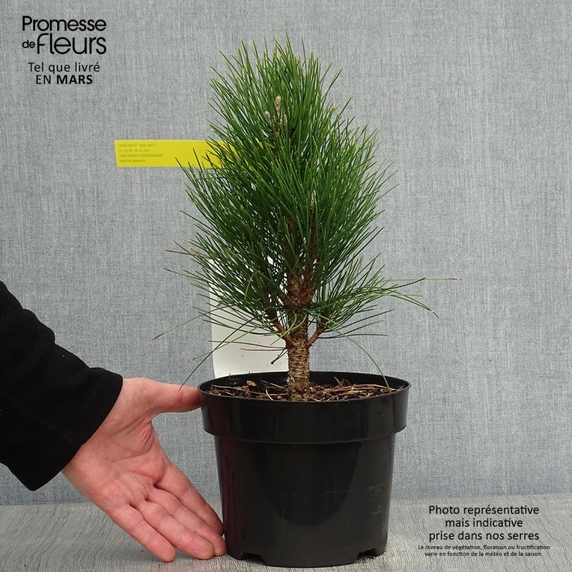 Pino laricio Green Tower - Pinus nigra Maceta 2L/3L Ejemplar entregado en invierno