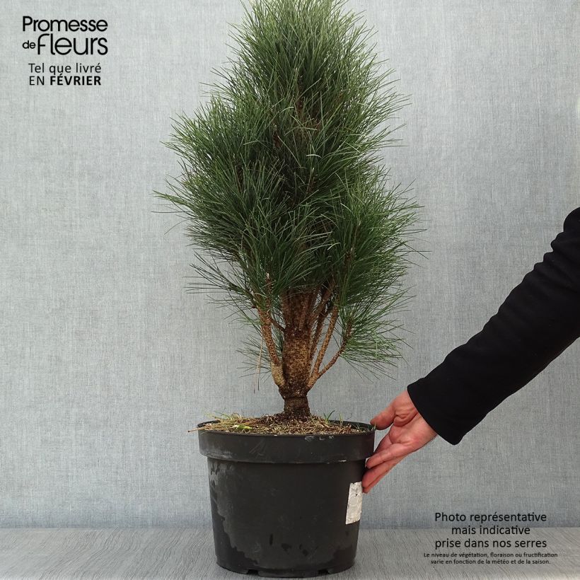 Pino laricio Green Tower - Pinus nigra Maceta 7,5L/10L Ejemplar entregado en invierno
