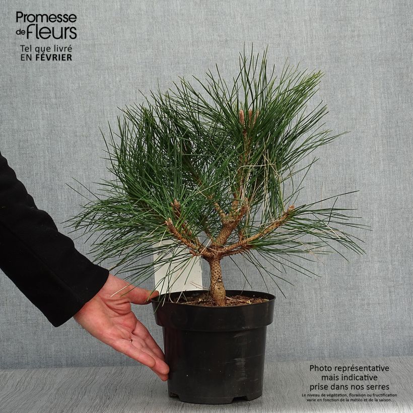 Pinus nigra Brégeon - Pinus nigra Maceta 2L/3L Ejemplar entregado en invierno