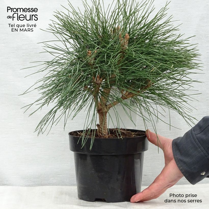 Pinus nigra Brégeon - Pinus nigra Maceta 2L/3L Ejemplar entregado en la primavera