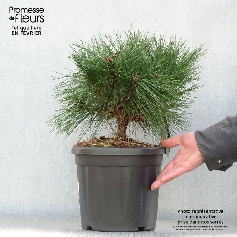 Pinus nigra Brégeon - Pinus nigra Maceta 7,5L/10L Ejemplar entregado en invierno