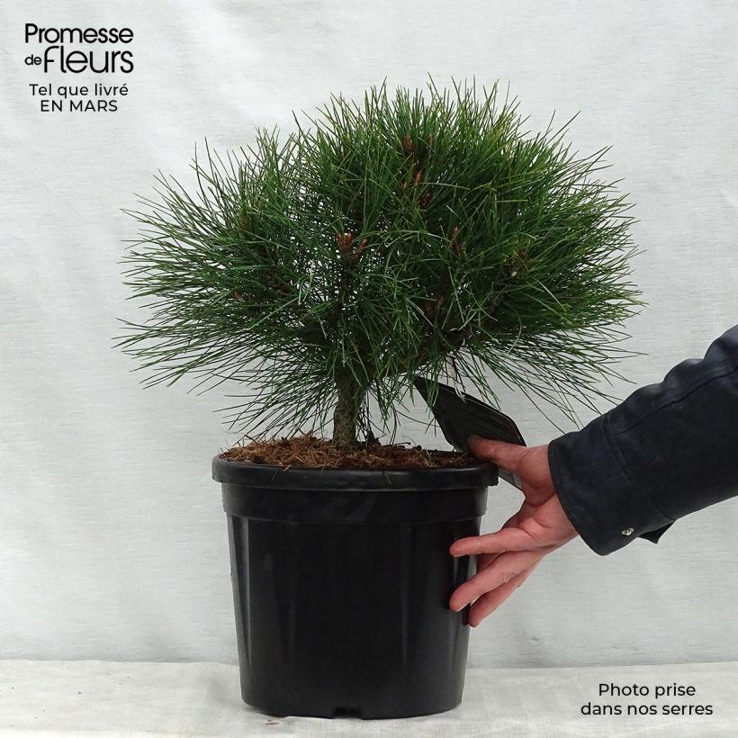Pinus nigra Brégeon - Pinus nigra Maceta 7,5L/10L Ejemplar entregado en la primavera