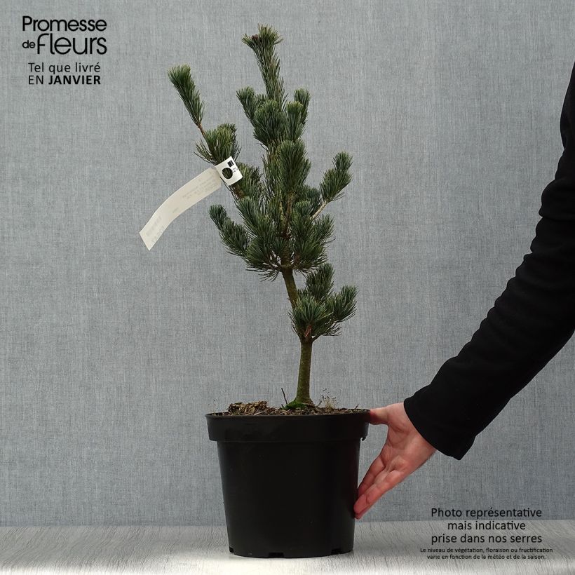 Pino blanco japonés Azumi Goye - Pinus parviflora Maceta 7,5L/10L Ejemplar entregado en invierno