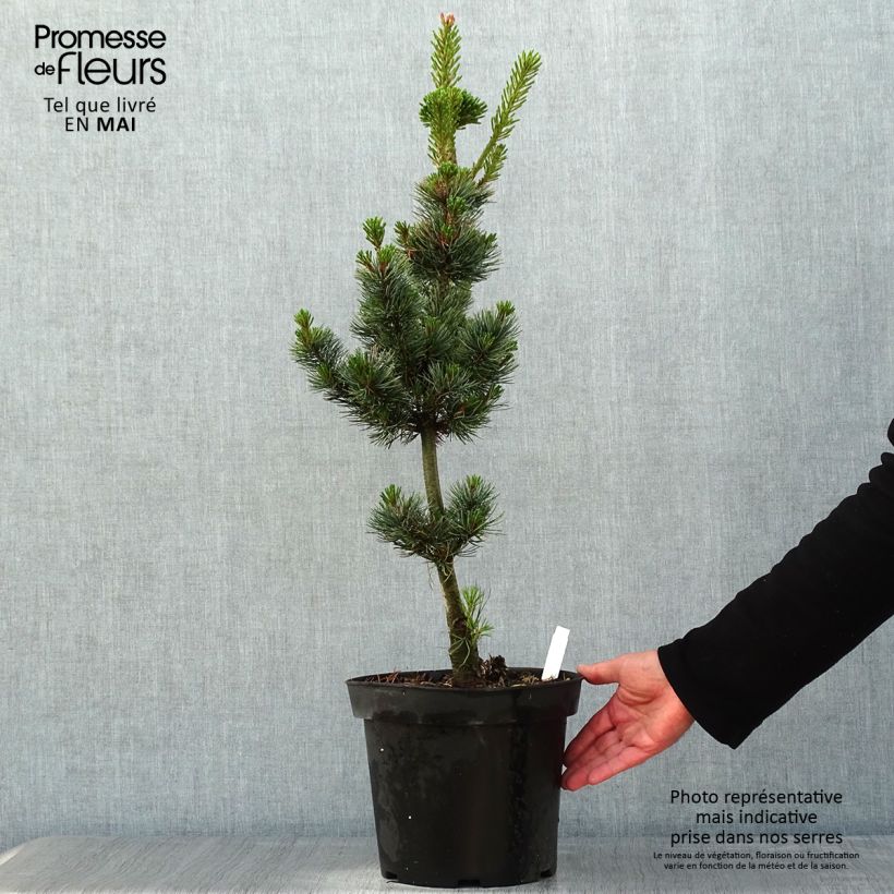 Pino blanco japonés Azumi Goye - Pinus parviflora Maceta 7,5L/10L Ejemplar entregado en la primavera