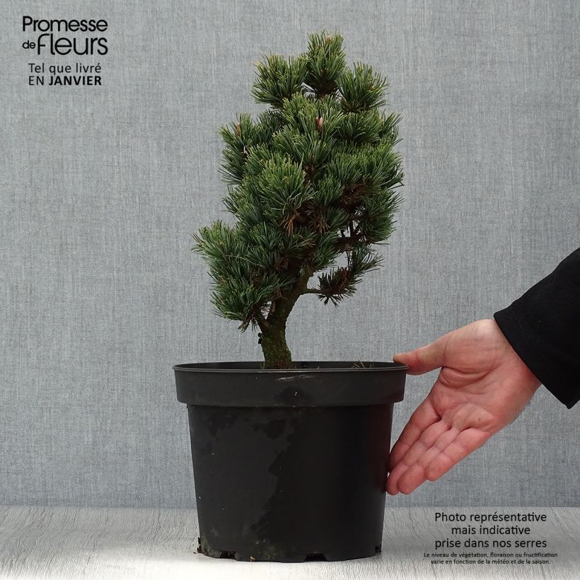 Pino blanco japonés Beran - Pinus parviflora Maceta 4L/5L Ejemplar entregado en invierno