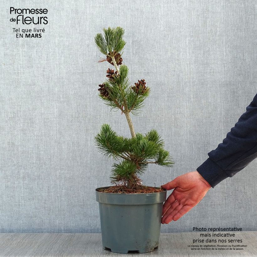 Pino blanco japonés Glauca - Pinus parviflora Maceta 4L/5L Ejemplar entregado en invierno