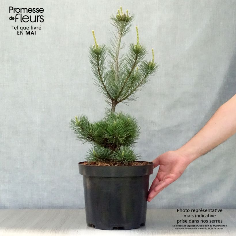 Pino blanco japonés Glauca - Pinus parviflora Maceta 4L/5L Ejemplar entregado en la primavera