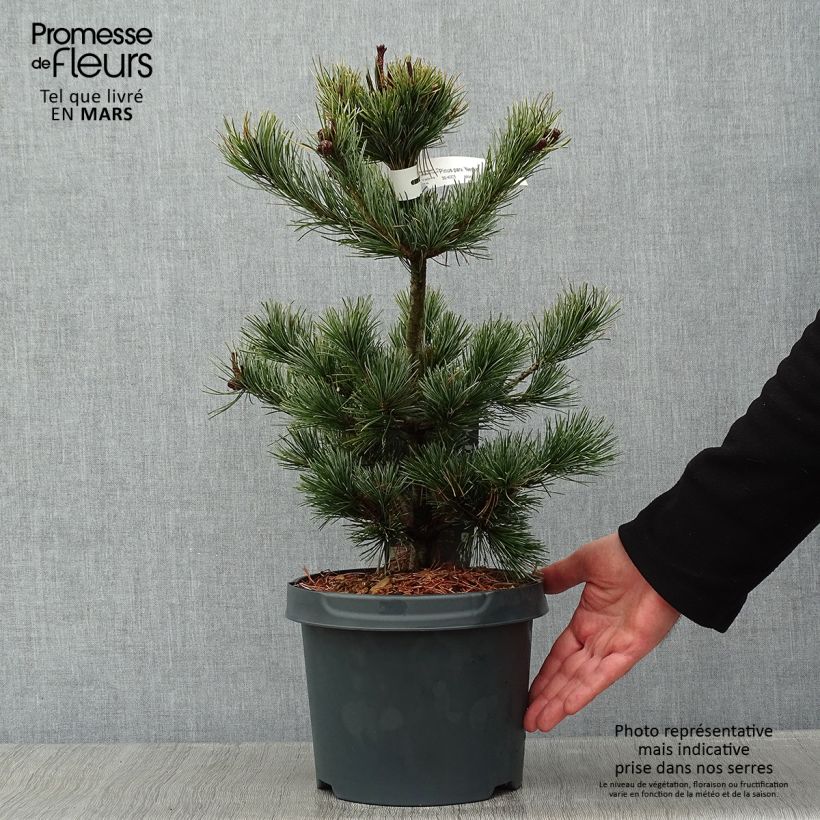 Pino blanco japonés Negishi - Pinus parviflora Maceta 4L/5L Ejemplar entregado en invierno