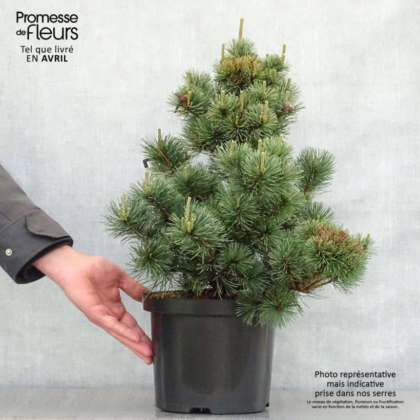 Pino blanco japonés Negishi - Pinus parviflora Maceta 4L/5L Ejemplar entregado en la primavera
