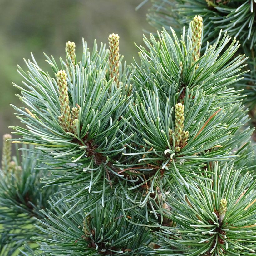 Pino blanco japonés Negishi - Pinus parviflora (Follaje)