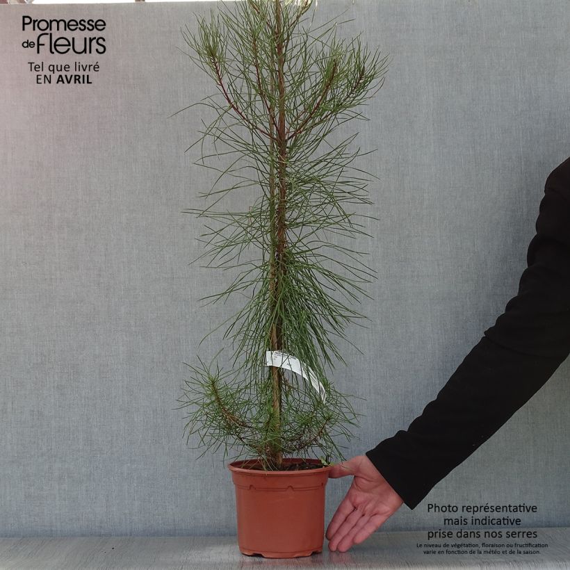 Pino marítimo - Pinus pinaster Maceta 2L/3L Ejemplar entregado en la primavera