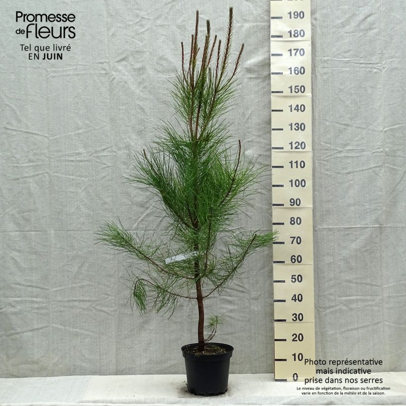 Pino marítimo - Pinus pinaster Maceta 7,5L/10L Ejemplar entregado en la primavera