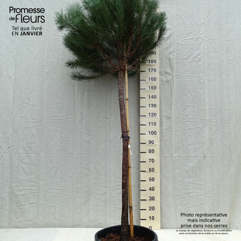 Pino manso - Pinus pinea Maceta 50L/55L Ejemplar entregado en invierno
