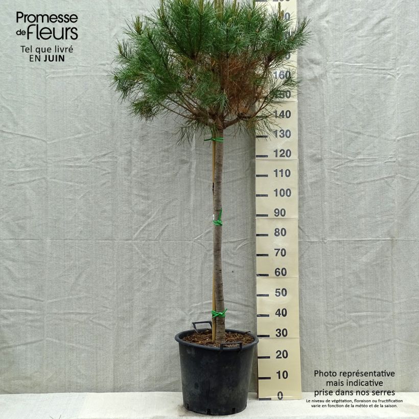 Pino manso - Pinus pinea Maceta 50L/55L, Tallo Ejemplar entregado en la primavera