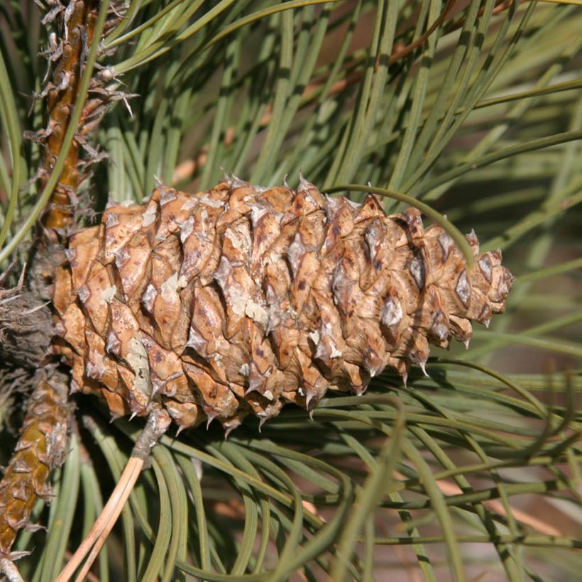 Pinus ponderosa - Pino ponderosa (Cosecha)
