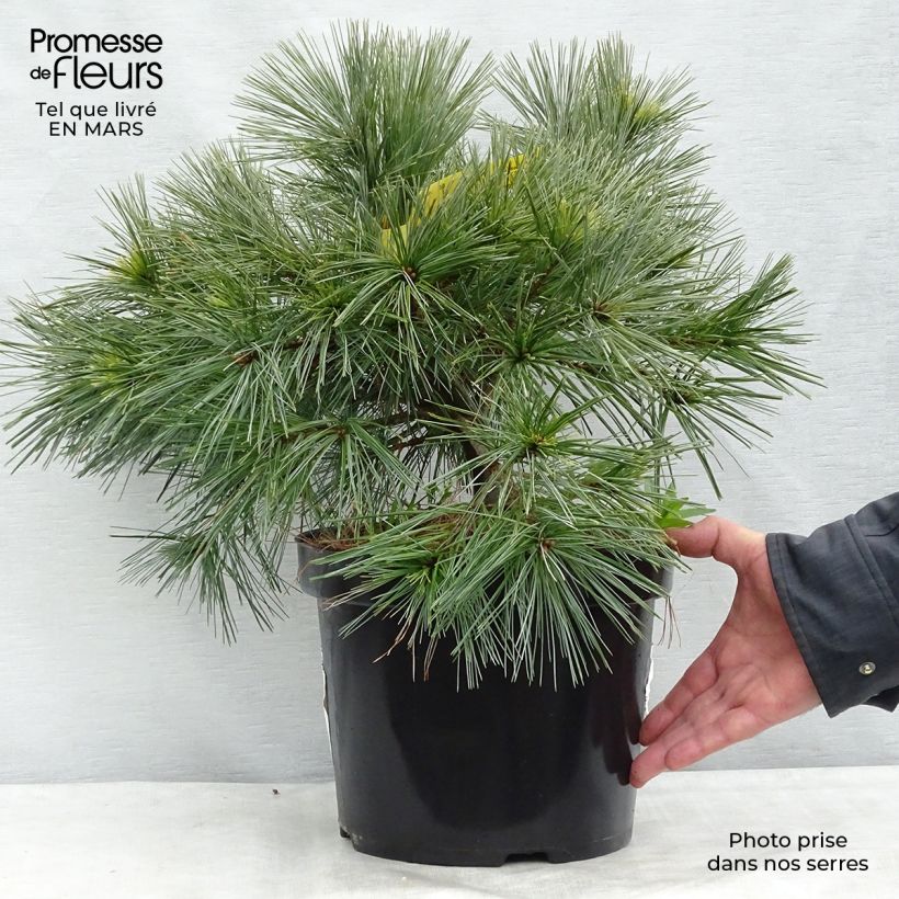 Pino de Weymouth Minima - Pinus strobus Maceta 7,5L/10L Ejemplar entregado en invierno
