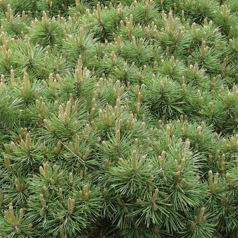 Pino silvestre Sandringham - Pinus sylvestris (Follaje)