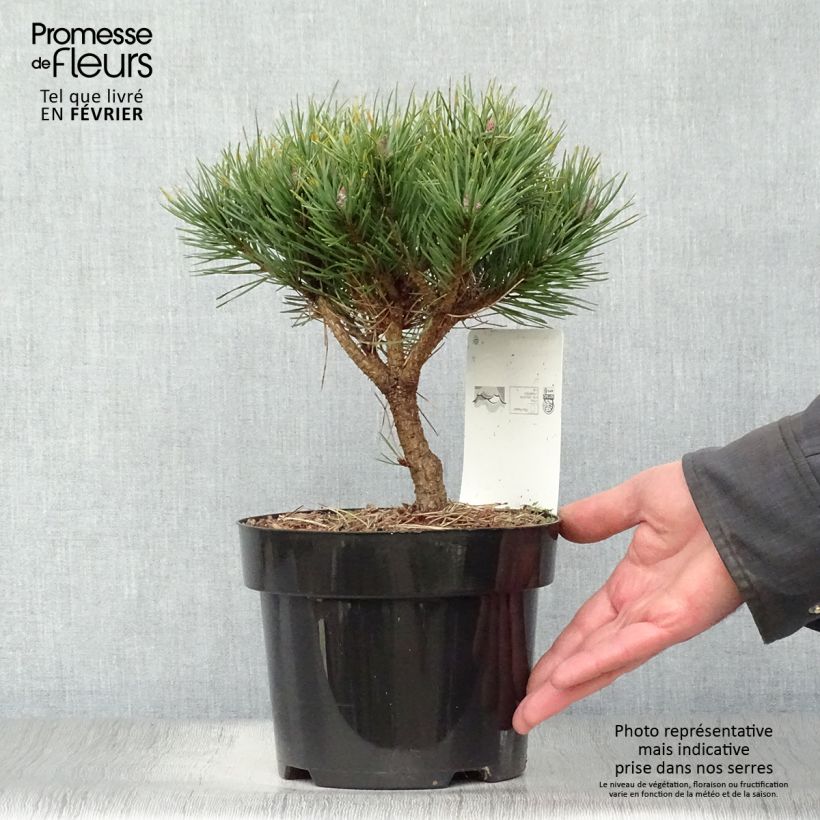 Pino silvestre Watereri - Pinus sylvestris Maceta 2L/3L Ejemplar entregado en invierno