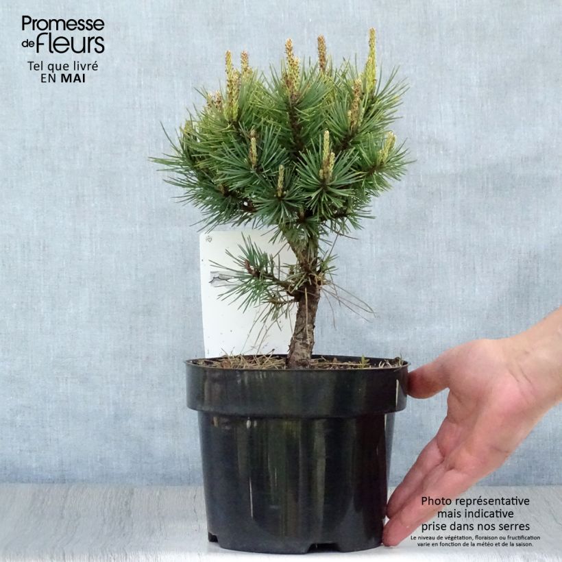 Pino silvestre Watereri - Pinus sylvestris Maceta 2L/3L Ejemplar entregado en la primavera