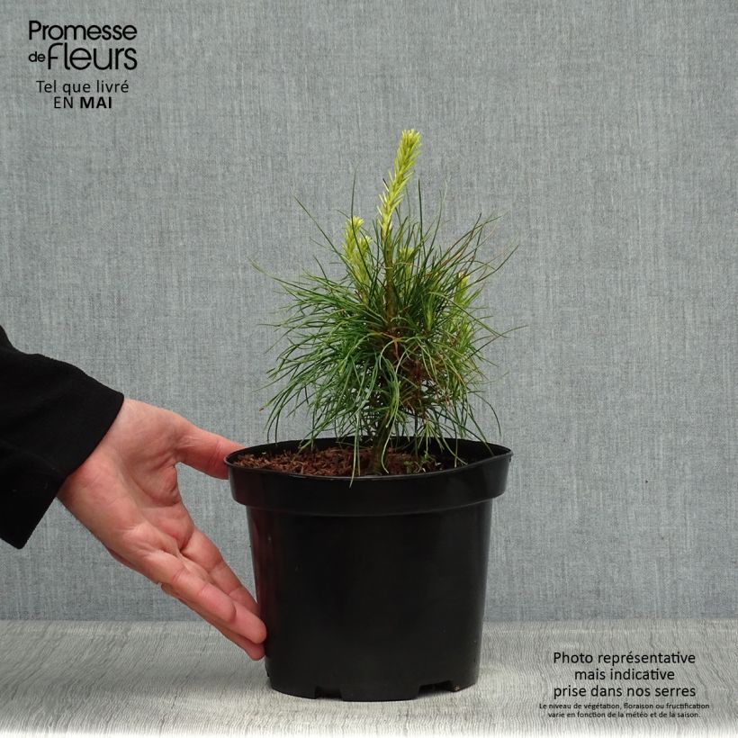 Pino azul del Himalaya​ - Pinus wallichiana Maceta 3L/4L Ejemplar entregado en la primavera