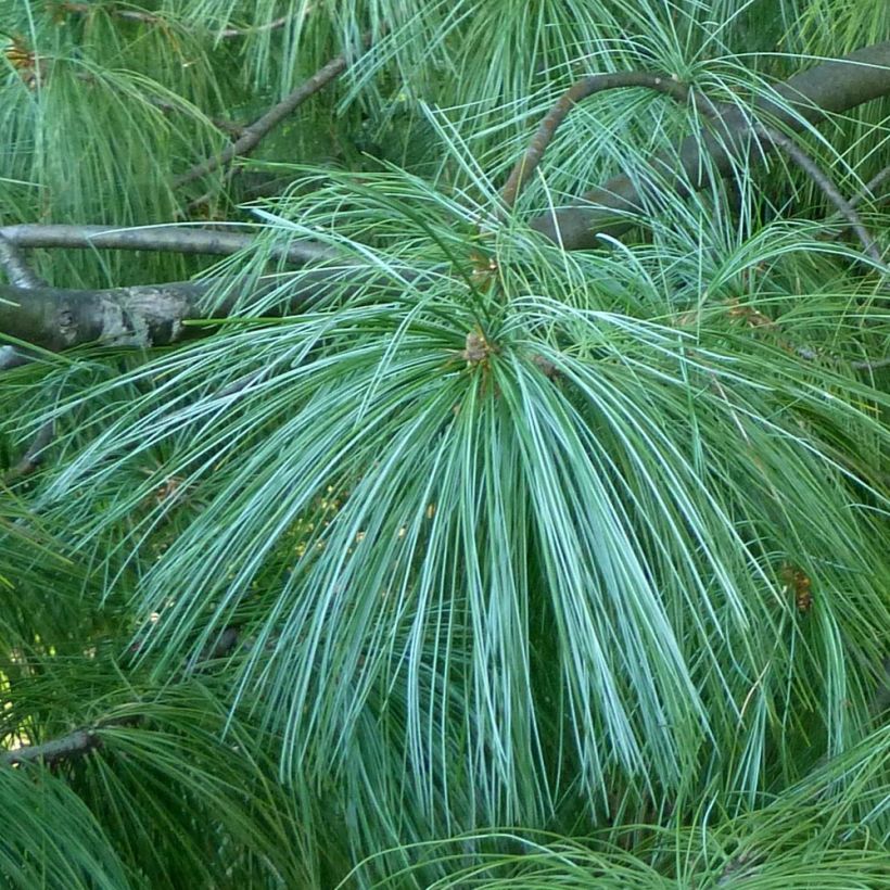 Pino azul del Himalaya - Pinus wallichiana (Follaje)