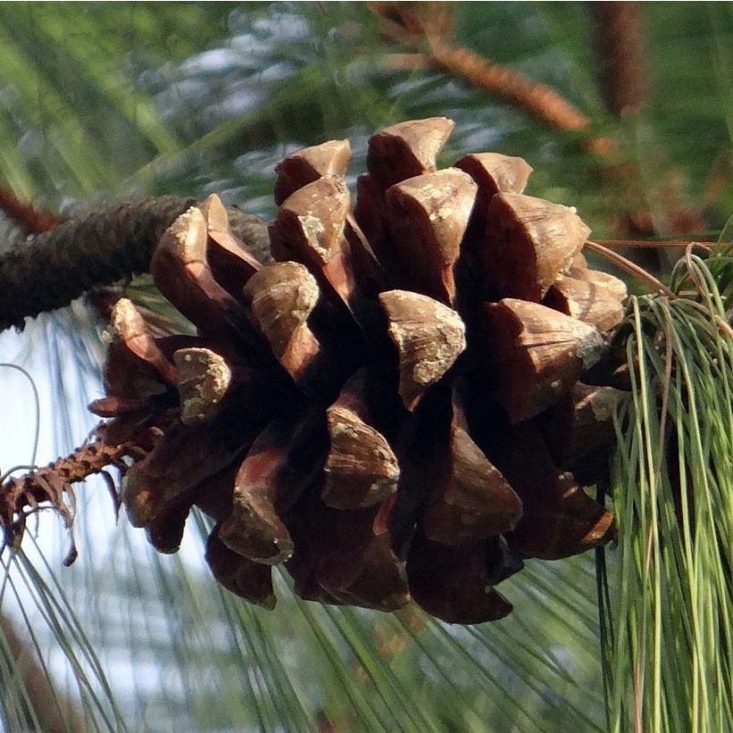 Pino azul del Himalaya - Pinus wallichiana (Cosecha)