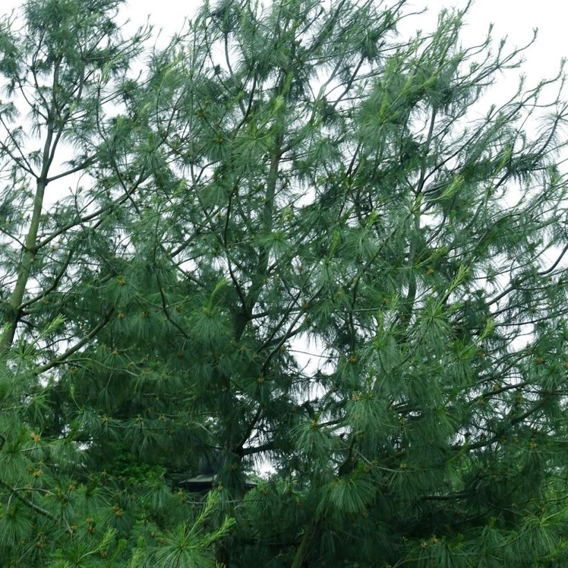 Pino azul del Himalaya - Pinus wallichiana (Porte)