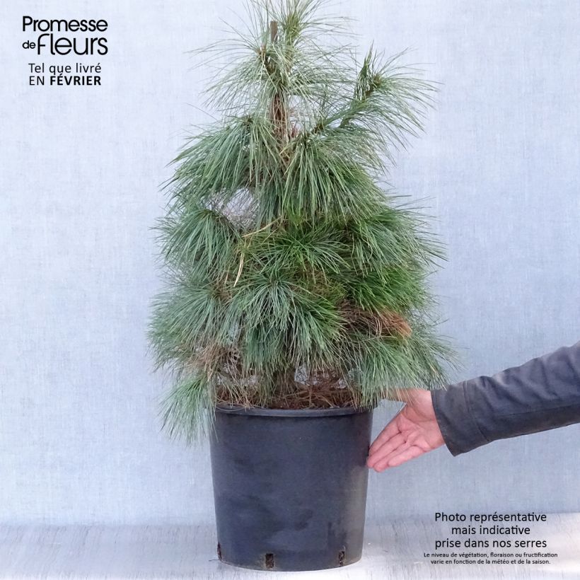 Pino azul del Himalaya​ - Pinus wallichiana Maceta 18L/20L Ejemplar entregado en invierno