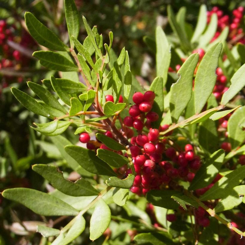 Pistacia lentiscus - Lentisco (Follaje)