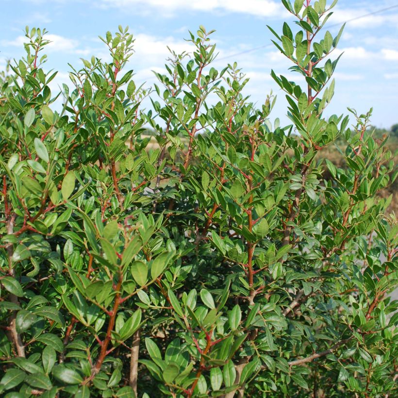 Pistacia lentiscus - Lentisco (Porte)