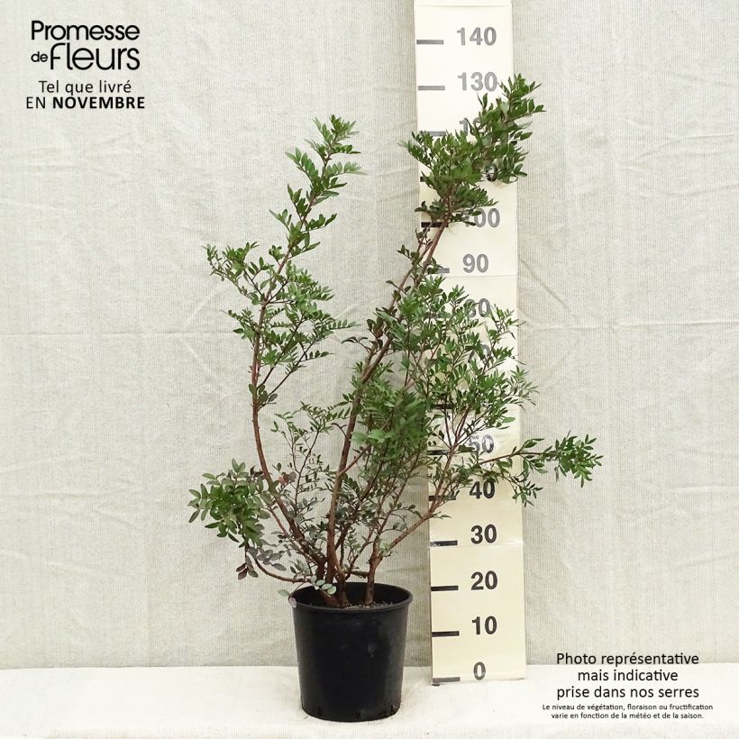 Ejemplar de Pistacia lentiscus - Lentisco Maceta 6L/7L entregado en otoño